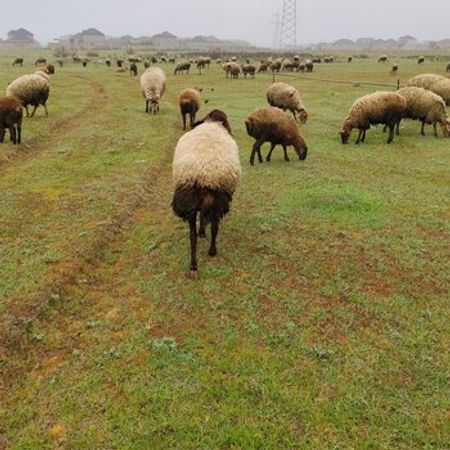 Qala Qoçu – Heyvanlar üçün məhsul – ucuztap.az