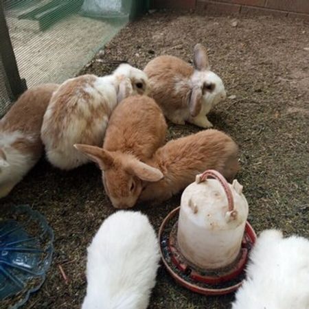 Kalik Mini Lop Dovşanları – Heyvanlar üçün məhsul – ucuztap.az