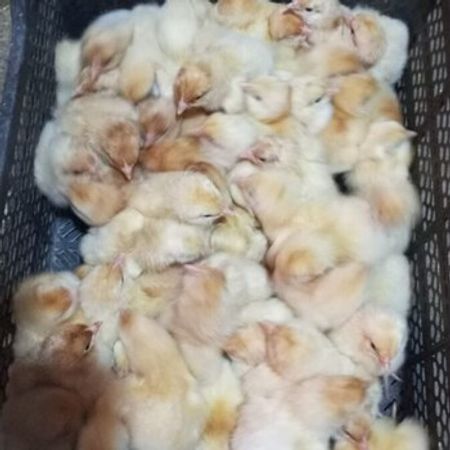 Loman Braun Cücələri – Heyvanlar üçün məhsul – ucuztap.az