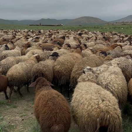 Qoyunlar – Heyvanlar üçün məhsul – ucuztap.az