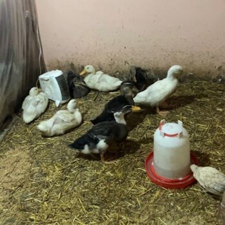 Pekin Ördəklər – Heyvanlar üçün məhsul – ucuztap.az