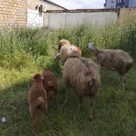 Qoyunlar – Heyvanlar üçün məhsul – ucuztap.az