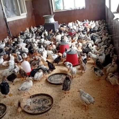 Cücələr – Heyvanlar üçün məhsul – ucuztap.az
