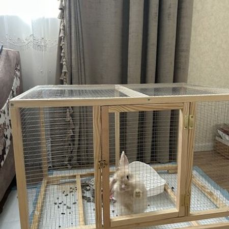 Karlik Dovşan Holland Mini Lop – Heyvanlar üçün məhsul – ucuztap.az