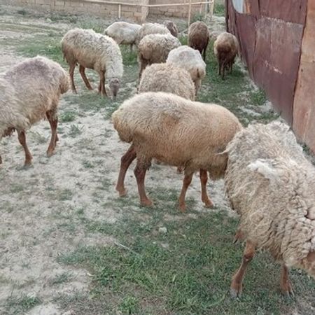 Qoyunlar – Heyvanlar üçün məhsul – ucuztap.az