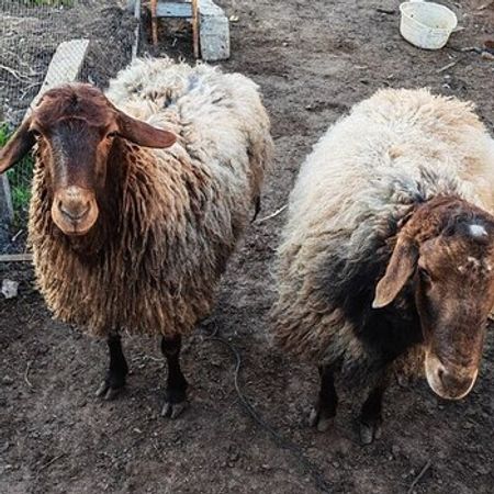 Qala Qoyunları – Heyvanlar üçün məhsul – ucuztap.az