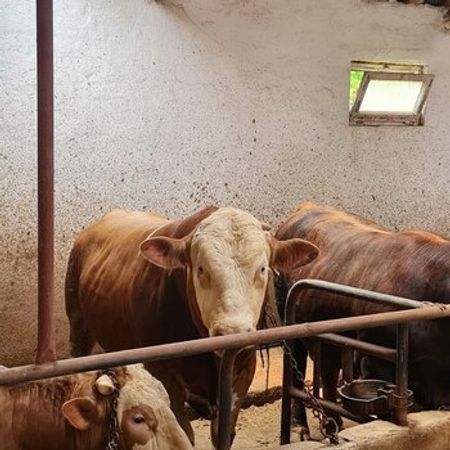Danalar – Heyvanlar üçün məhsul – ucuztap.az