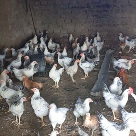 Kənd Beçələri – Heyvanlar üçün məhsul – ucuztap.az