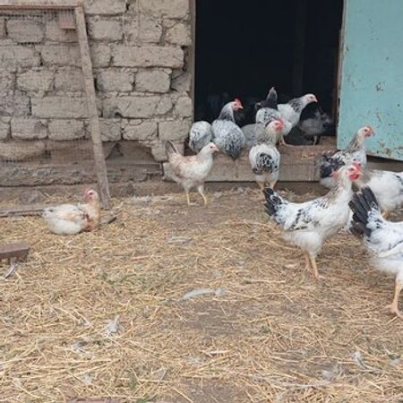 Kənd Beçələri – Heyvanlar üçün məhsul – ucuztap.az