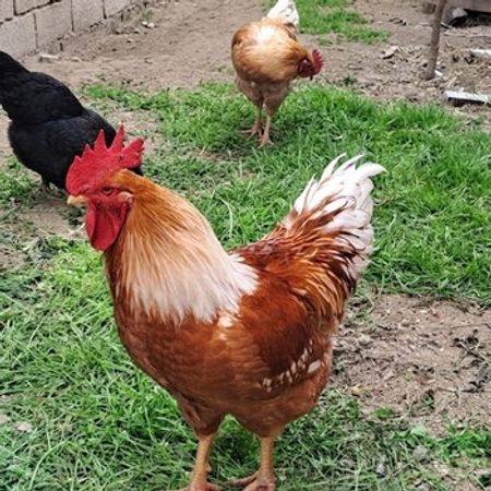 Lohman Brawn Xoruzu – Heyvanlar üçün məhsul – ucuztap.az