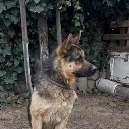 Alman Ovçarkası – Heyvanlar üçün məhsul – ucuztap.az