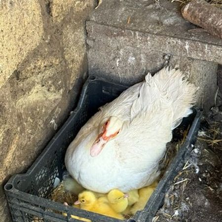 Lal Ördəklər – Heyvanlar üçün məhsul – ucuztap.az