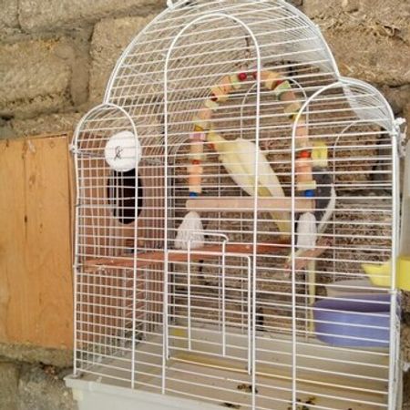 Korella Quşu – Heyvanlar üçün məhsul – ucuztap.az