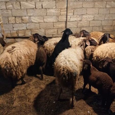 Qoyunlar – Heyvanlar üçün məhsul – ucuztap.az