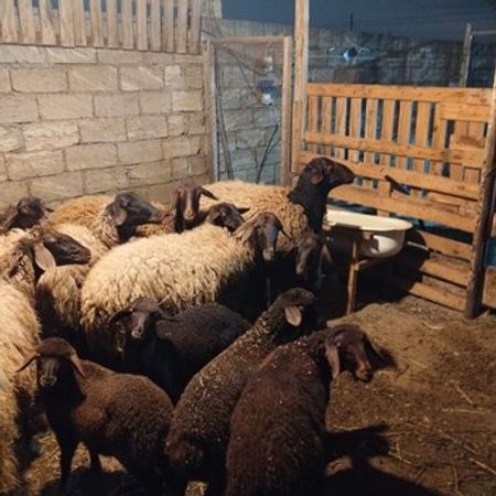 Qoyunlar – Heyvanlar üçün məhsul – ucuztap.az