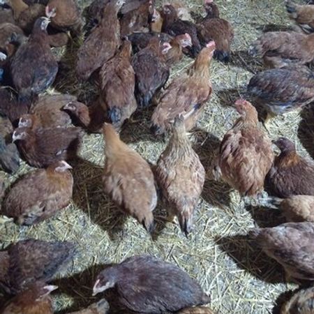 Lider 55 Çolpaları – Heyvanlar üçün məhsul – ucuztap.az