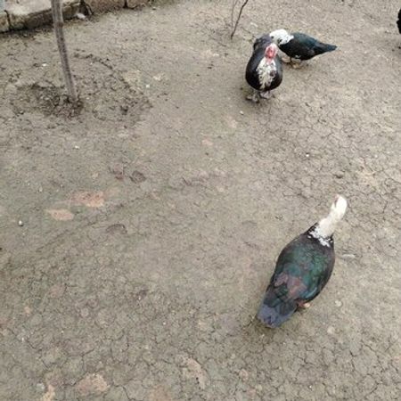 Lal Ördəklər – Heyvanlar üçün məhsul – ucuztap.az