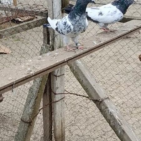 Göyərçinlər – Heyvanlar üçün məhsul – ucuztap.az