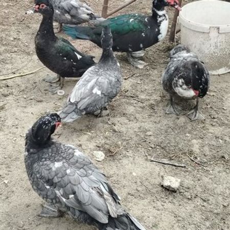 Lal Ördəklər – Heyvanlar üçün məhsul – ucuztap.az