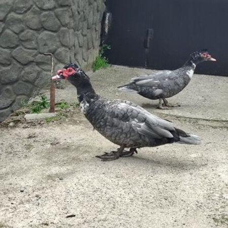 Lal Ördəklər – Heyvanlar üçün məhsul – ucuztap.az