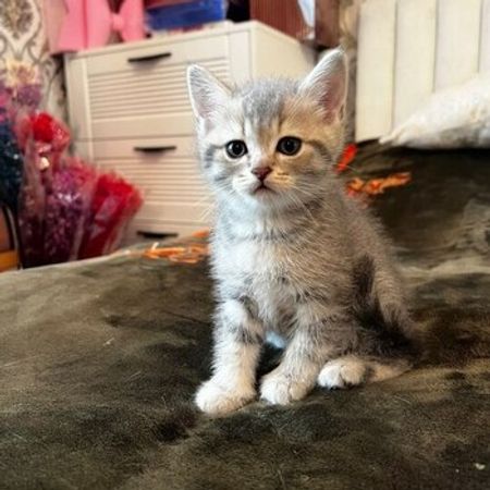 Qızılı Şinşilla – Heyvanlar üçün məhsul – ucuztap.az