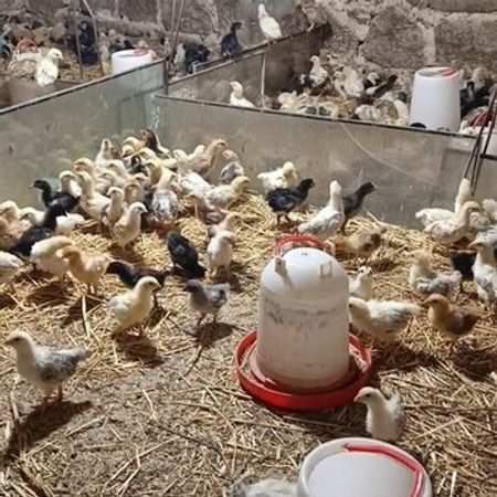 Kənd Cücələri – Heyvanlar üçün məhsul – ucuztap.az