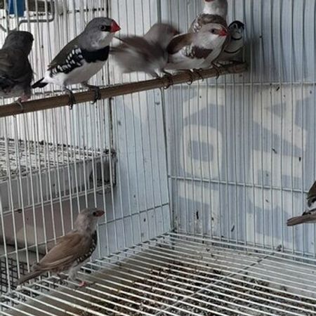 Amadin Quşu – Heyvanlar üçün məhsul – ucuztap.az
