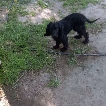 Koker Spaniel – Heyvanlar üçün məhsul – ucuztap.az
