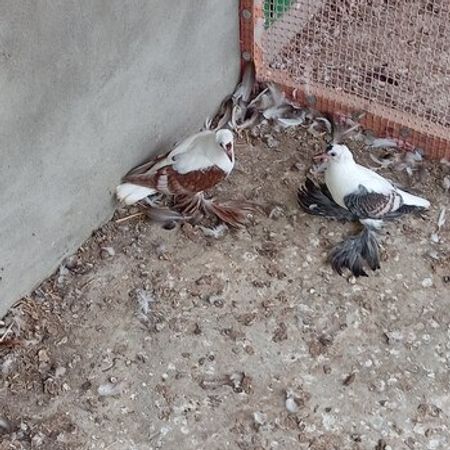 Göyərçinlər – Heyvanlar üçün məhsul – ucuztap.az