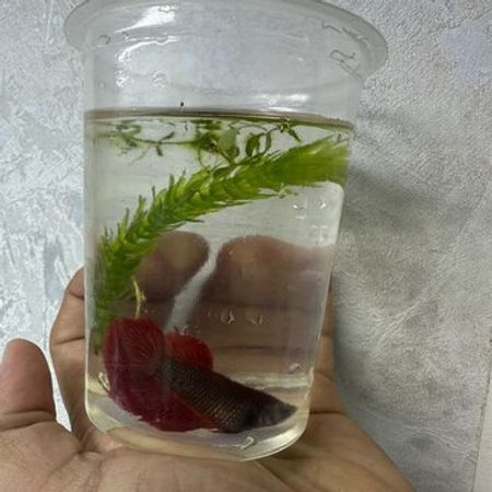 Betta Balığı – Heyvanlar üçün məhsul – ucuztap.az