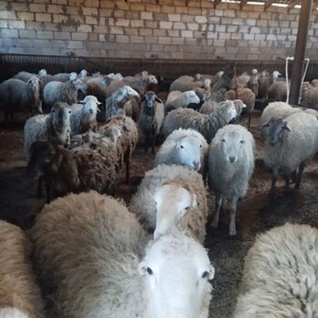 Qoyun Və Quzular – Heyvanlar üçün məhsul – ucuztap.az