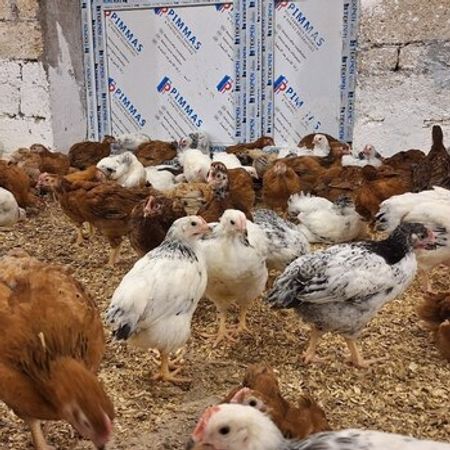 Damazlıq Lider 55 Çolpaları – Heyvanlar üçün məhsul – ucuztap.az