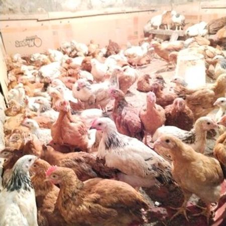 Fərələr – Heyvanlar üçün məhsul – ucuztap.az