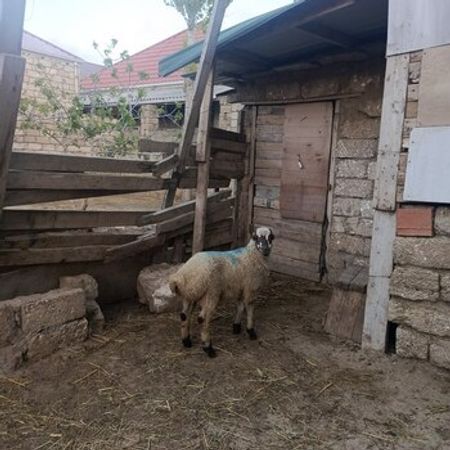 Quzu – Heyvanlar üçün məhsul – ucuztap.az