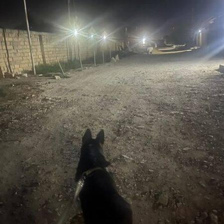 Alman Ovçarkası – Heyvanlar üçün məhsul – ucuztap.az