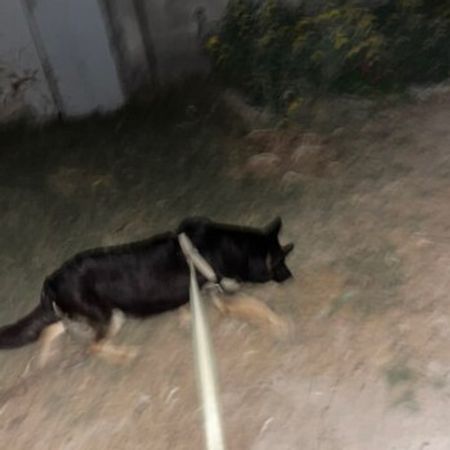 Alman Ovçarkası – Heyvanlar üçün məhsul – ucuztap.az
