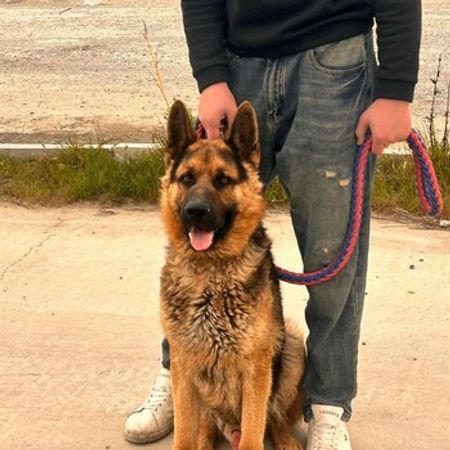 Alman Ovçarkası – Heyvanlar üçün məhsul – ucuztap.az