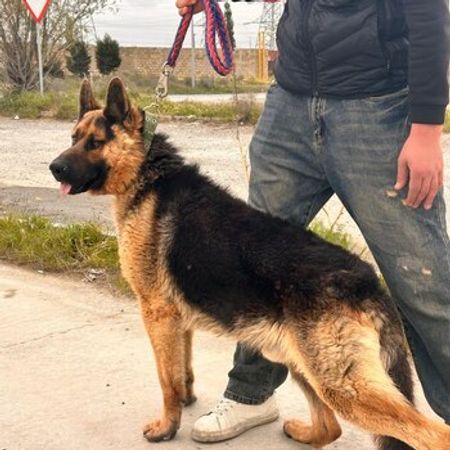 Alman Ovçarkası – Heyvanlar üçün məhsul – ucuztap.az