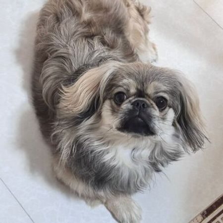 Pekines – Heyvanlar üçün məhsul – ucuztap.az