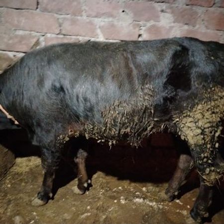 Dana – Heyvanlar üçün məhsul – ucuztap.az