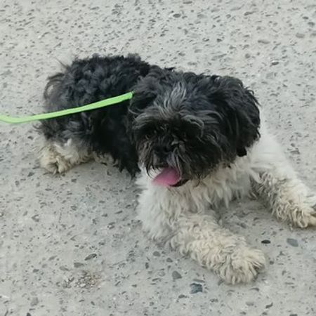 Pekines – Heyvanlar üçün məhsul – ucuztap.az