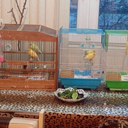 Bülbül – Heyvanlar üçün məhsul – ucuztap.az