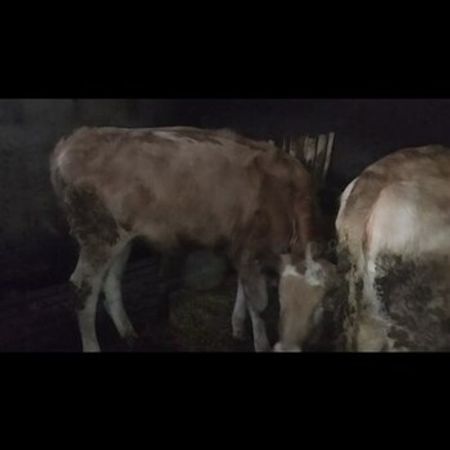 Dana – Heyvanlar üçün məhsul – ucuztap.az