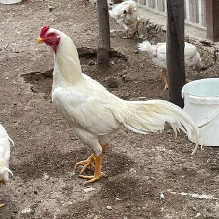 Heyratı Cücələr – Heyvanlar üçün məhsul – ucuztap.az