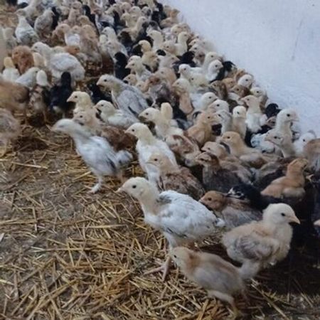Kənd Cücələri – Heyvanlar üçün məhsul – ucuztap.az