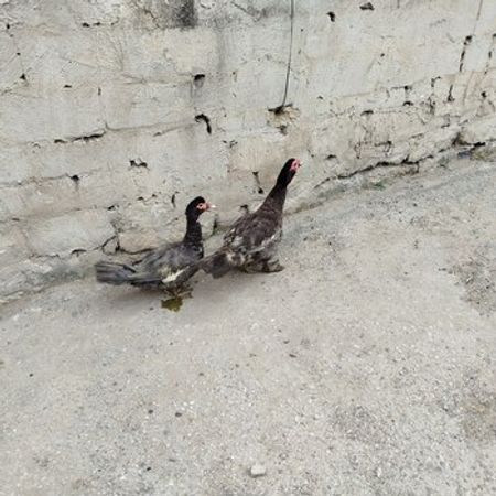Lal Ördəklər – Heyvanlar üçün məhsul – ucuztap.az