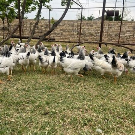 Kənd Beçəsi – Heyvanlar üçün məhsul – ucuztap.az