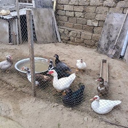 Lal Ördəklər – Heyvanlar üçün məhsul – ucuztap.az