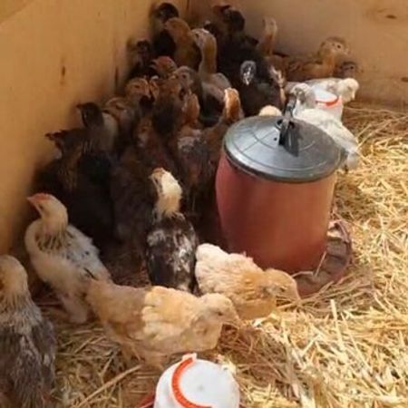 Kənd Cücəsi – Heyvanlar üçün məhsul – ucuztap.az