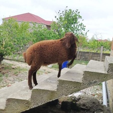 Quzu – Heyvanlar üçün məhsul – ucuztap.az